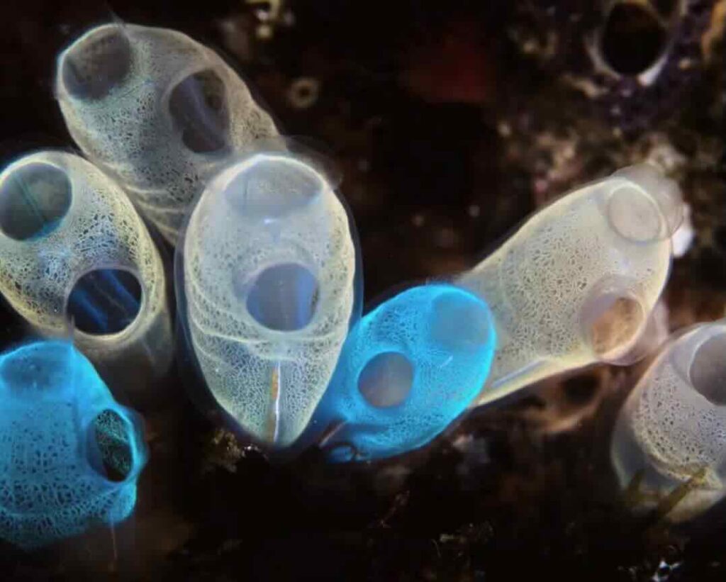 Micro- and Nanoplastics Masquerade as Food and Destroy Marine Life
