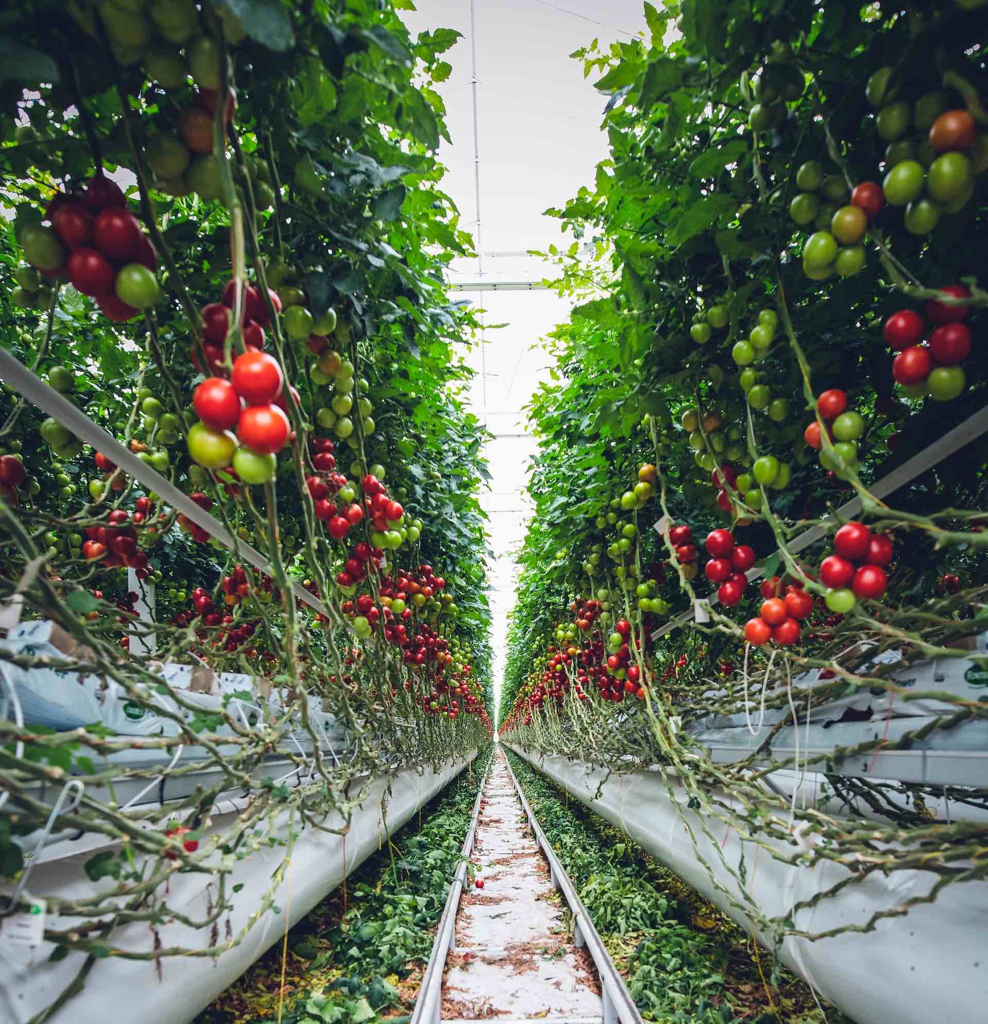 Vertical Farming