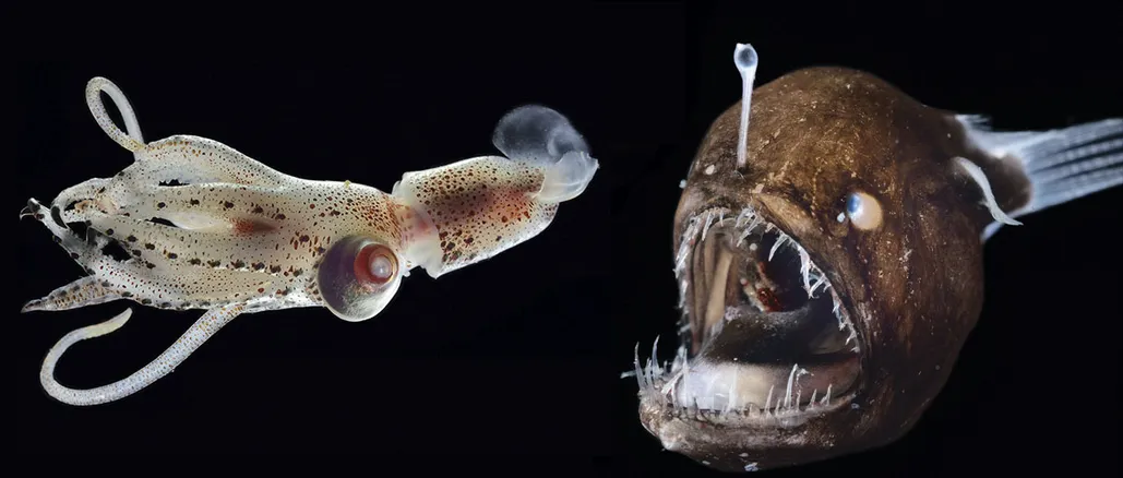 These are photos of species living in the deep abyss of trenches: