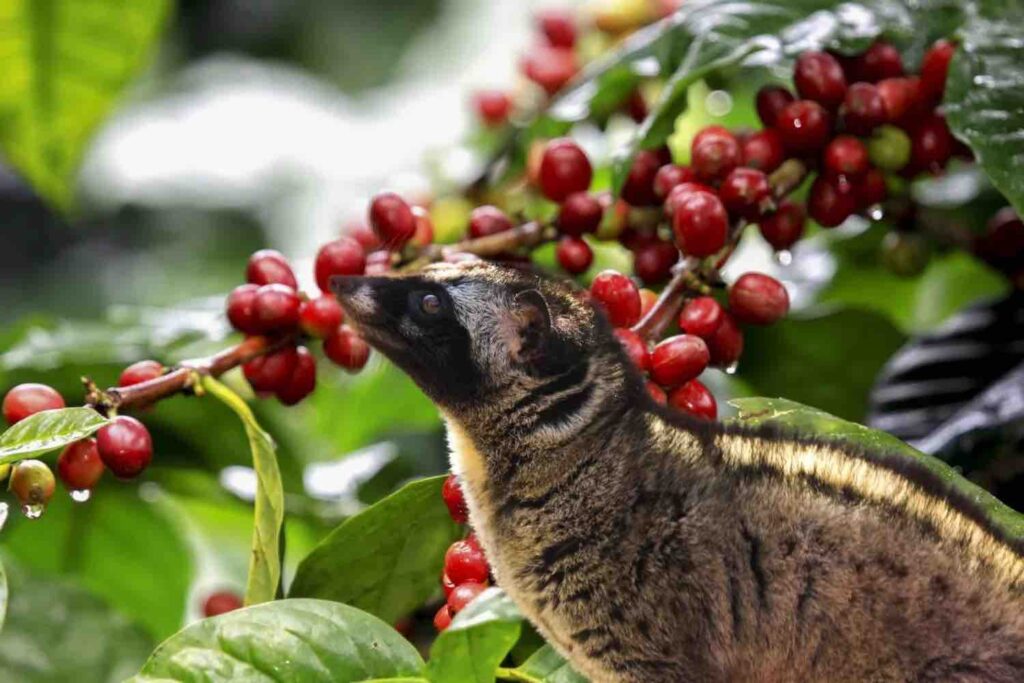 Civet Coffee