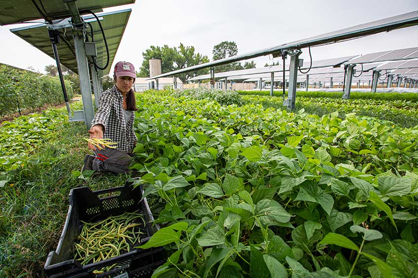 Jack’s Solar Garden