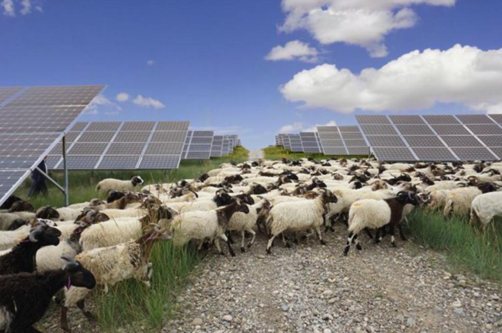 Solar Farms: Effects on Soil and Climate