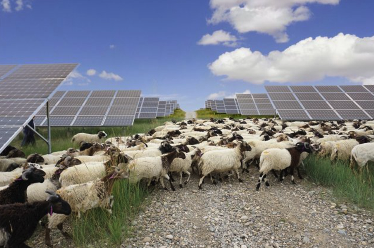Solar Farms: Effects on Soil and Climate