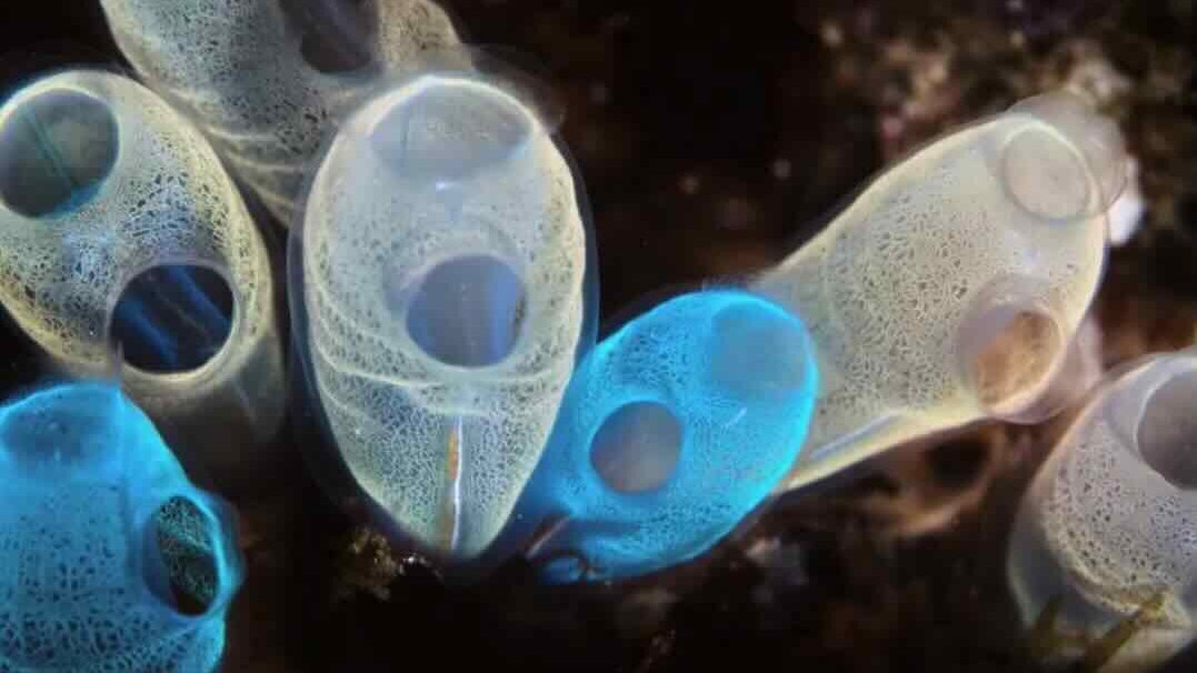 Micro- and Nanoplastics Masquerade as Food and Destroy Marine Life