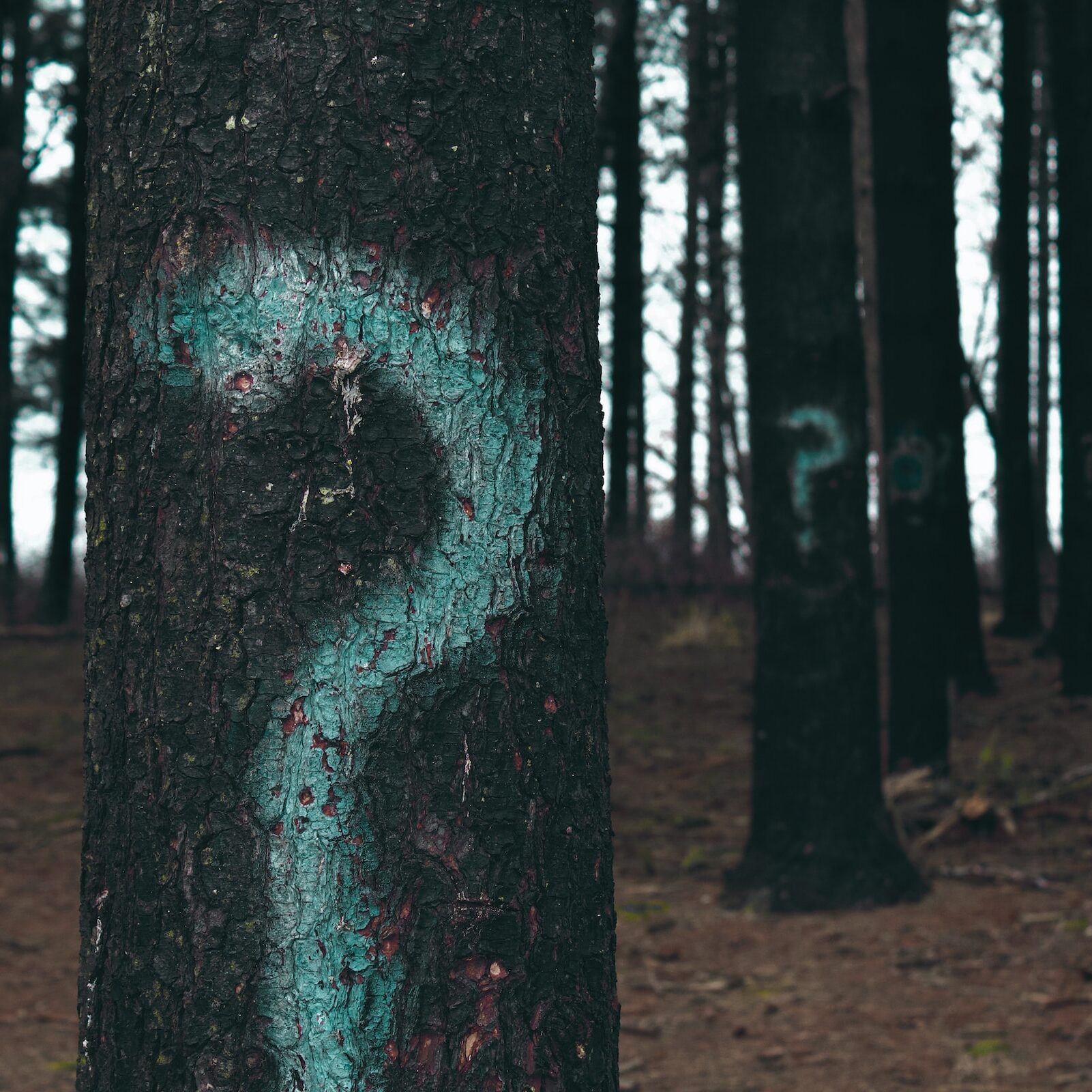 Eco-friendly?
Photo by Evan Dennis on Unsplash