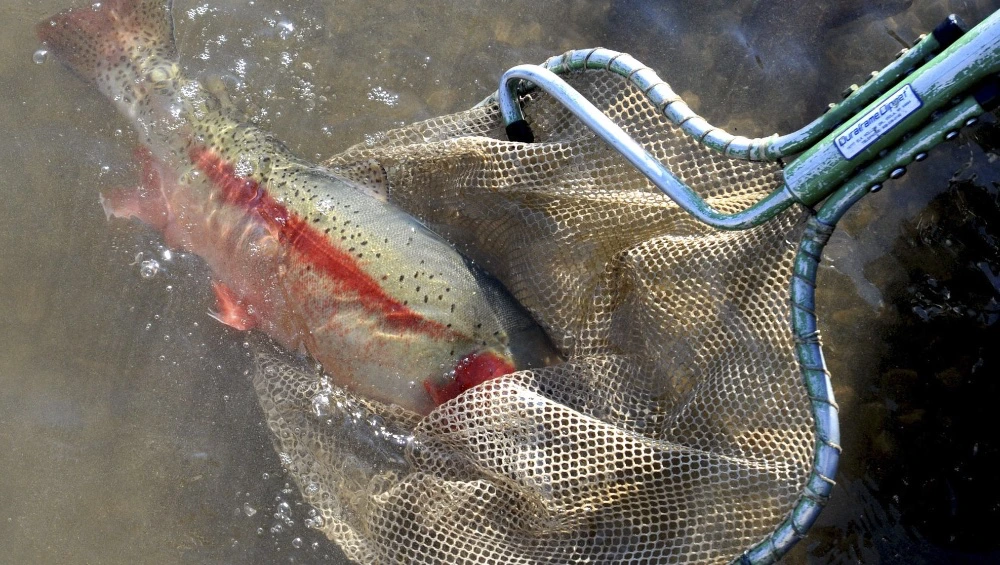 Lake Elmo’s fish are most toxic in the state, officials warn